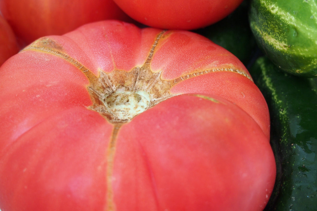 50 semillas gigantes de tomate rosa belga de piel rosada, Lycopersicon, fruta y verdura.