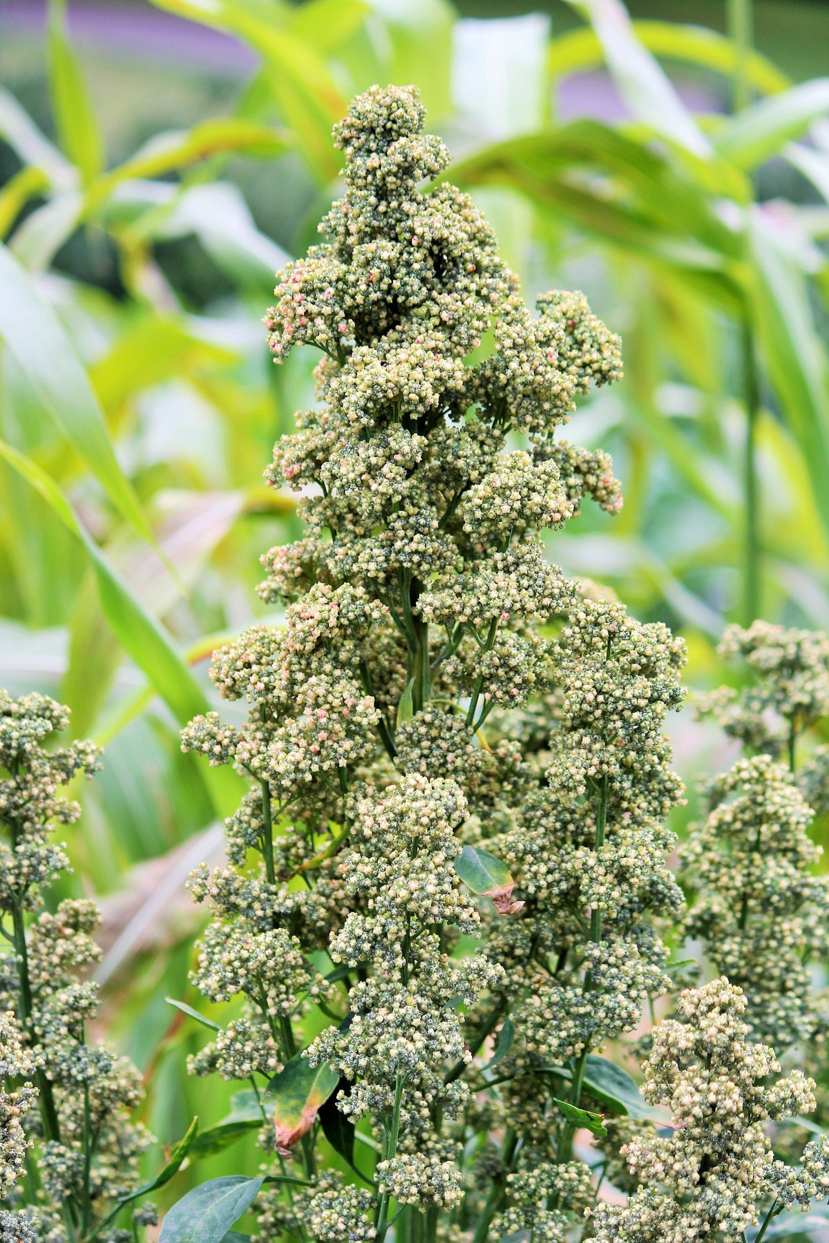 50 semillas orgánicas de quinoa con menta y vainilla, Chenopodium verde y blanco, superalimento