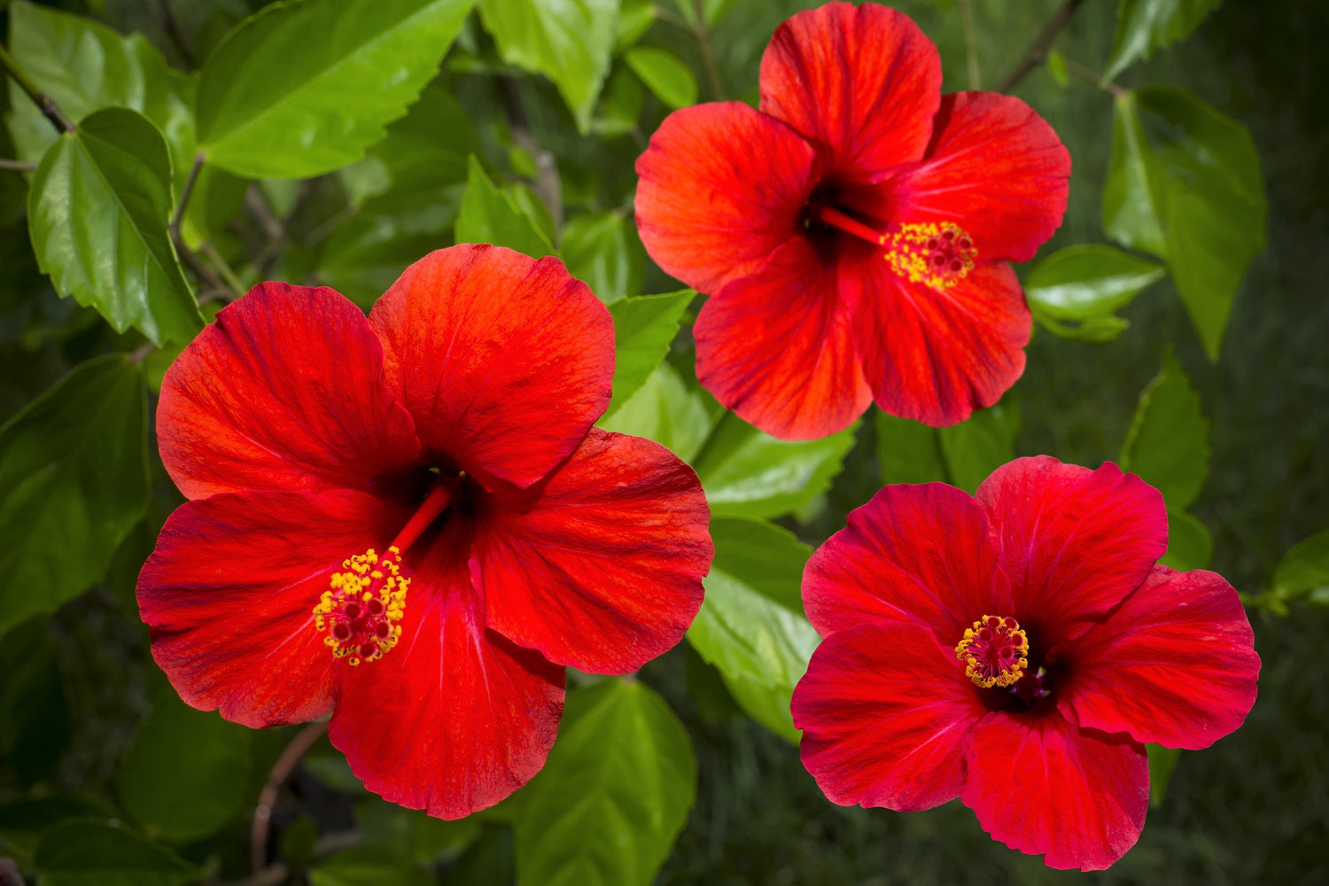 10 Luna RED HARDY HIBISCUS Hibiscus Moscheutos Balhibred Flower Seeds
