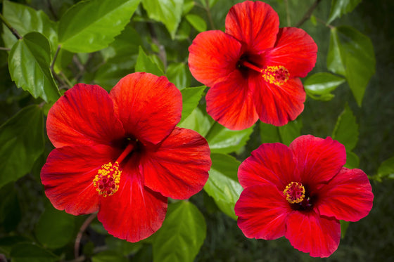 10 semillas de flores Luna RED HARDY HIBISCO Hibiscus Moscheutos Balhibred