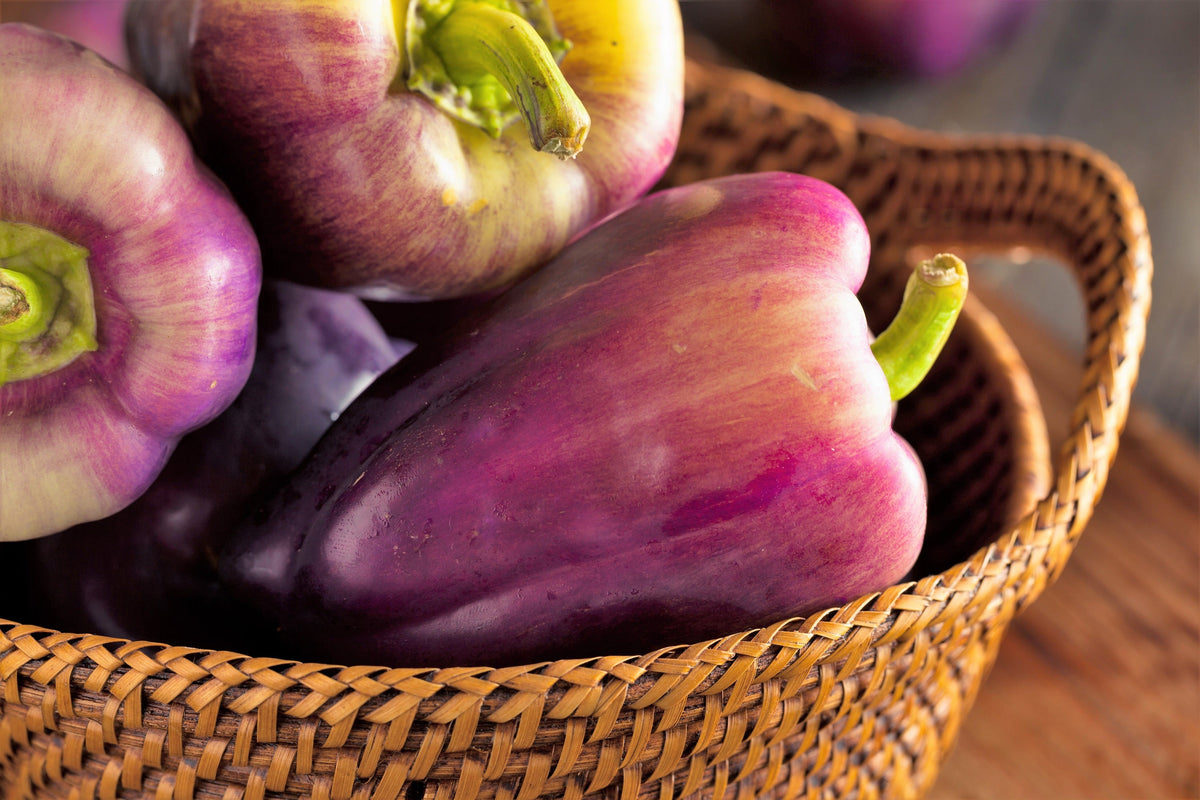 100 semillas de pimiento morrón lila Capsicum annuum, morada dulce y suave