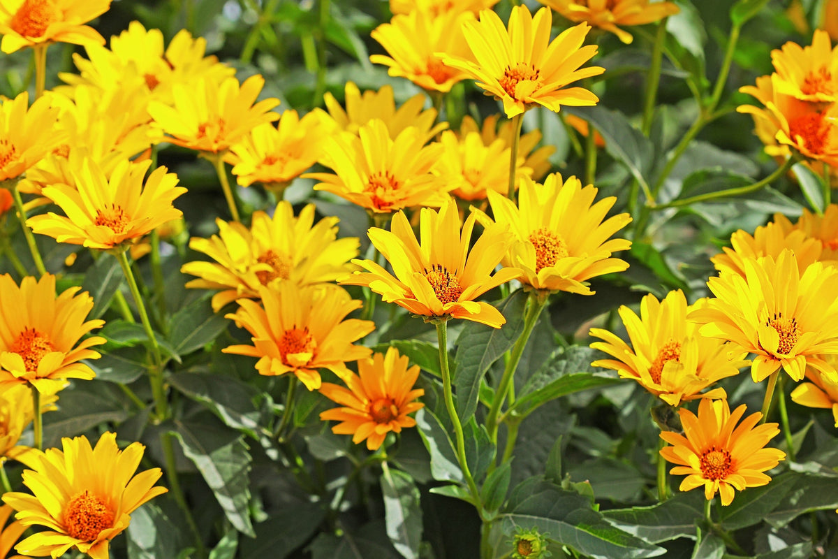 20 ALCACHOFA DE JERUSALÉN Sunchoke Sunroot Helianthus Tuberosus Semillas de hortalizas de raíz de girasol amarillo