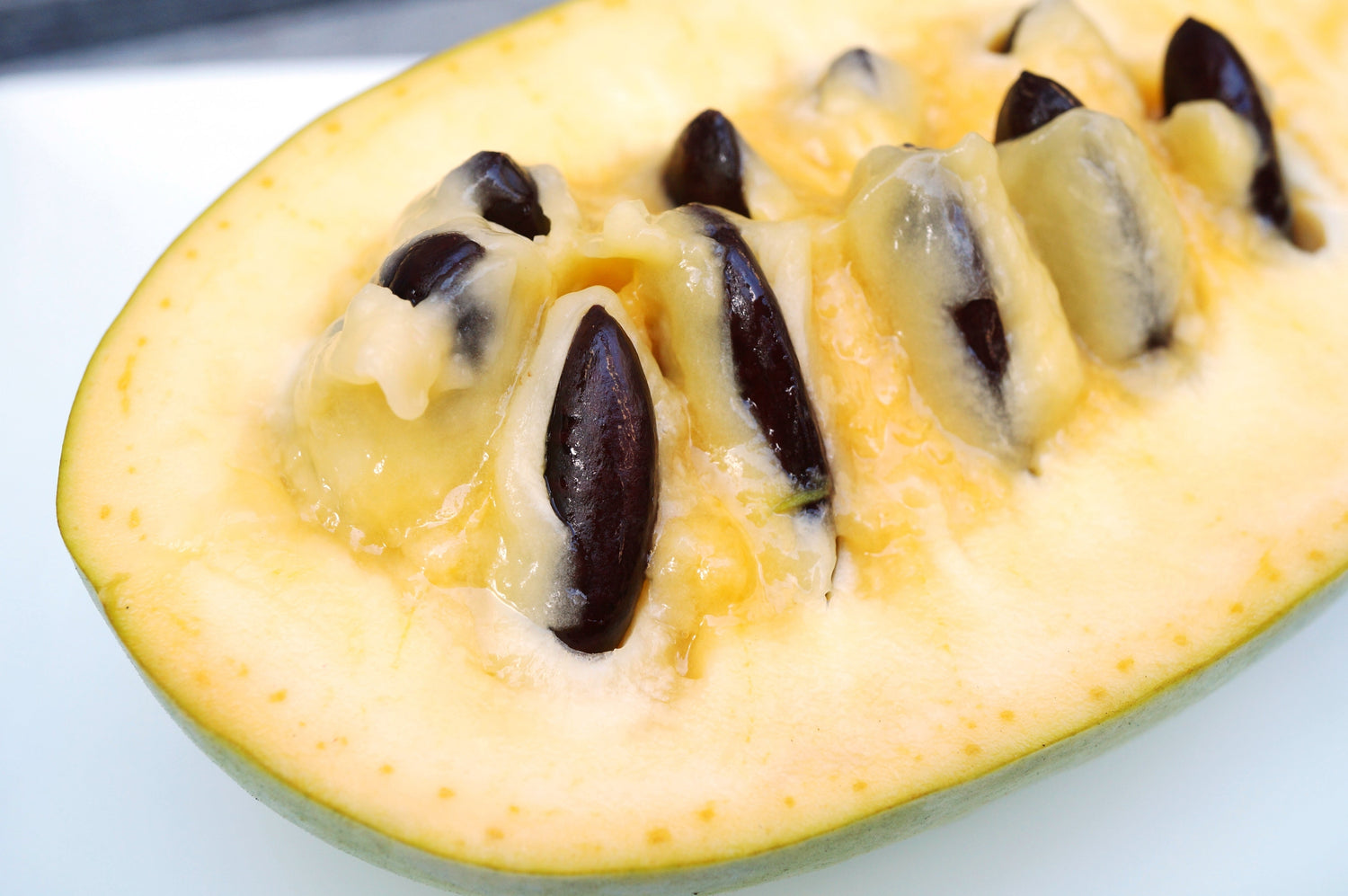 5 semillas de flores de Asimina Triloba, árbol frutal de papaya, plátano indio