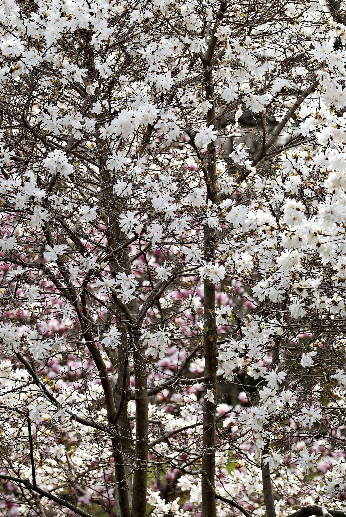 Semillas de 5 STAR MAGNOLIA Stellata - Flores grandes, fragantes, de color blanco a rosa, de 10 cm de ancho