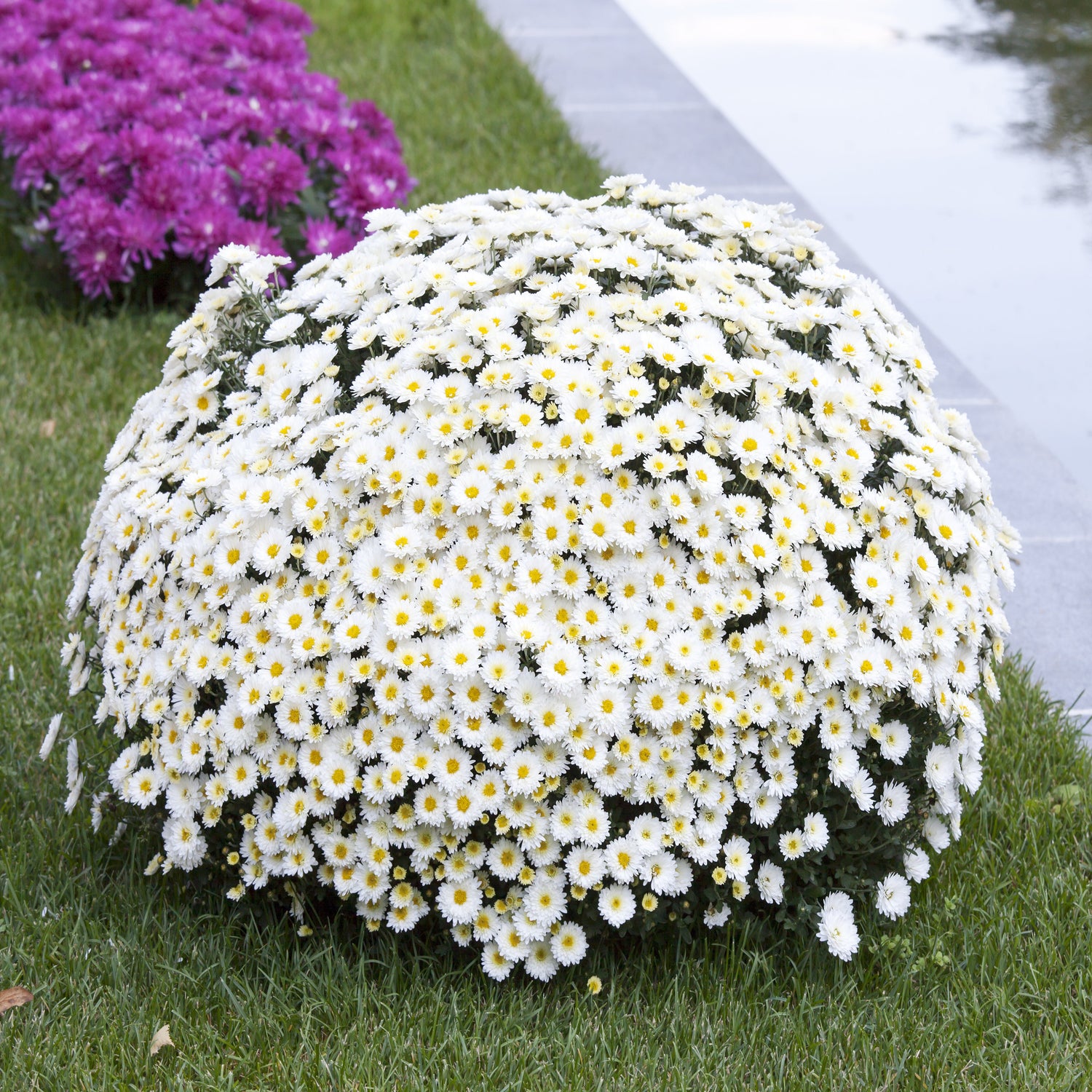 2000 semillas de margarita de ojo de buey, crisantemo leucanthemum, flores blancas