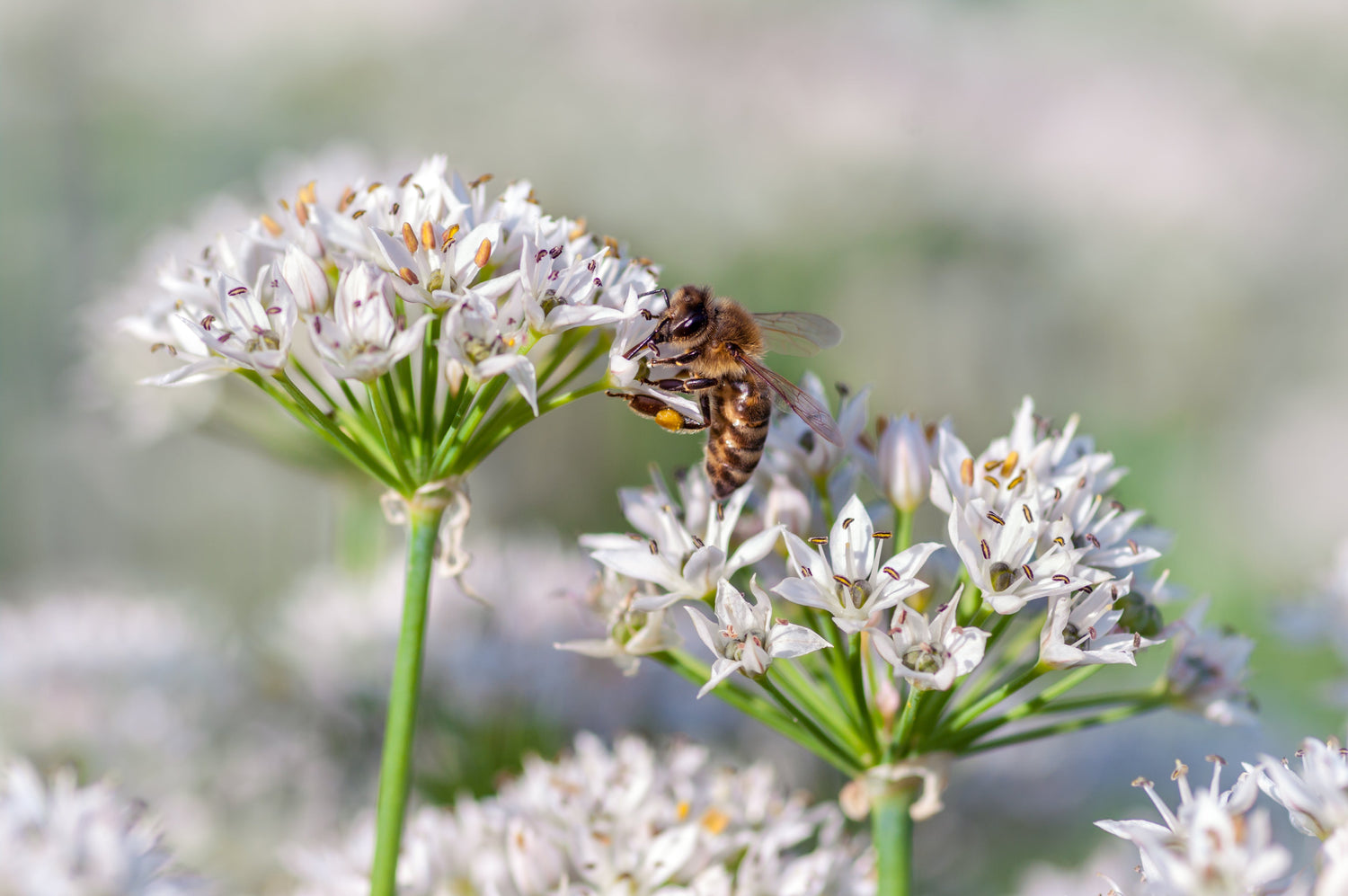 250 semillas de ajo cebollino Allium Tuberosum