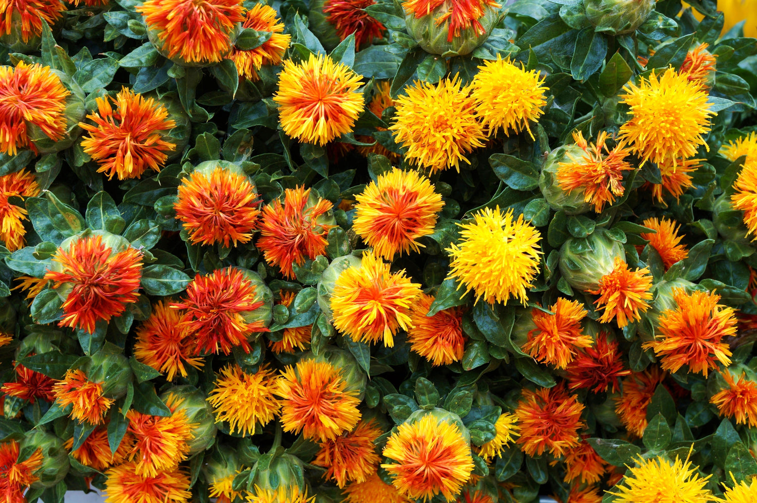 300 semillas de flor de azafrán (Carthamus tinctorius) de color amarillo anaranjado
