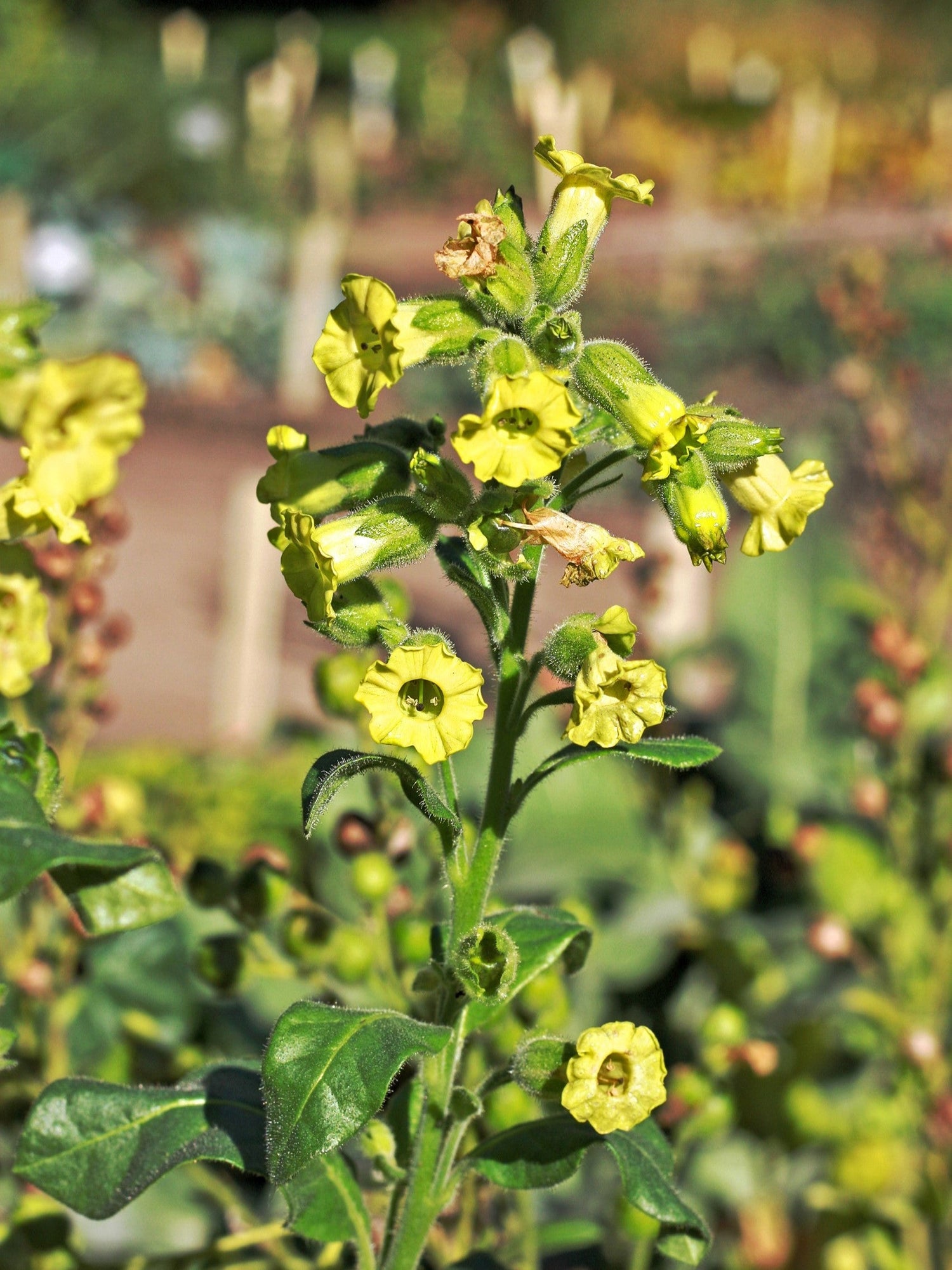 250 semillas de tabaco azteca Midewiwan Sacred Nicotiana Rustica, flor amarilla