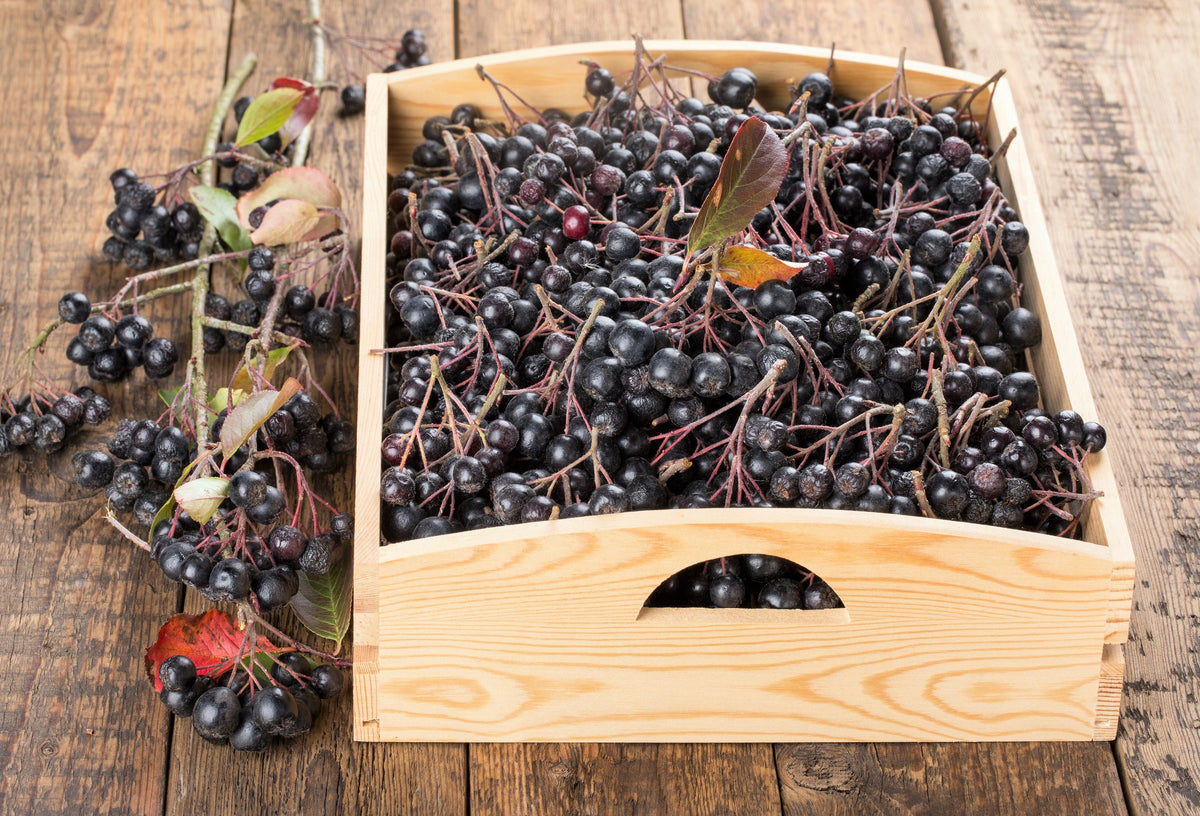 50 semillas de aronia negra (Aronia melanocarpa), arbusto de flores blancas y frutos.