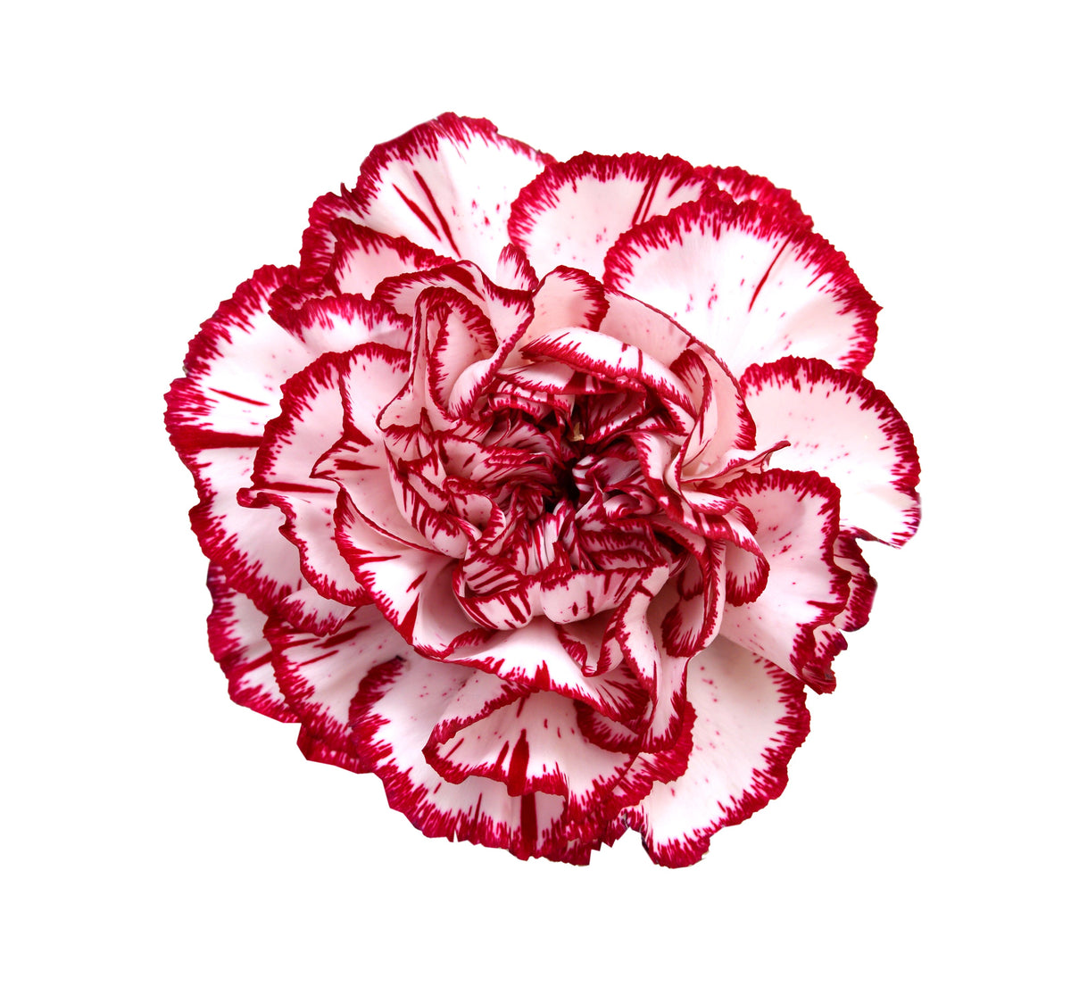 50 semillas de clavel rojo y blanco Avranchin Dianthus caryophyllus Chabaud