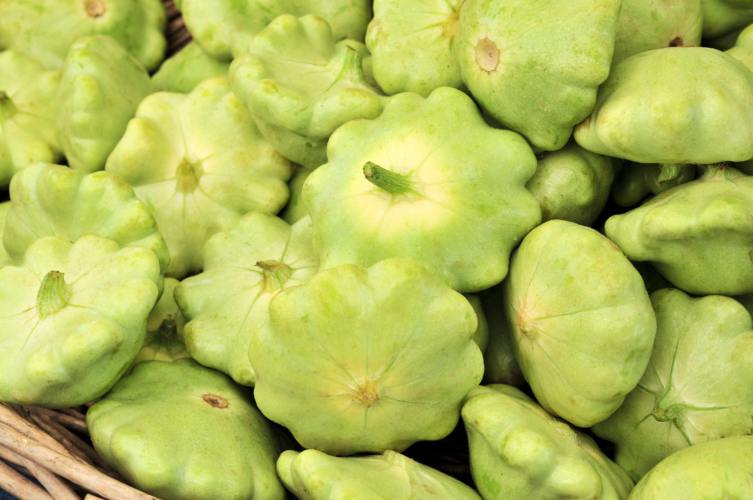 20 Semillas de Calabaza Vieira de Arbusto de Color Verde (Calabaza Patty Pan / Paty Pan / Calabaza Squanter) Cucurbita Pepo de Verano