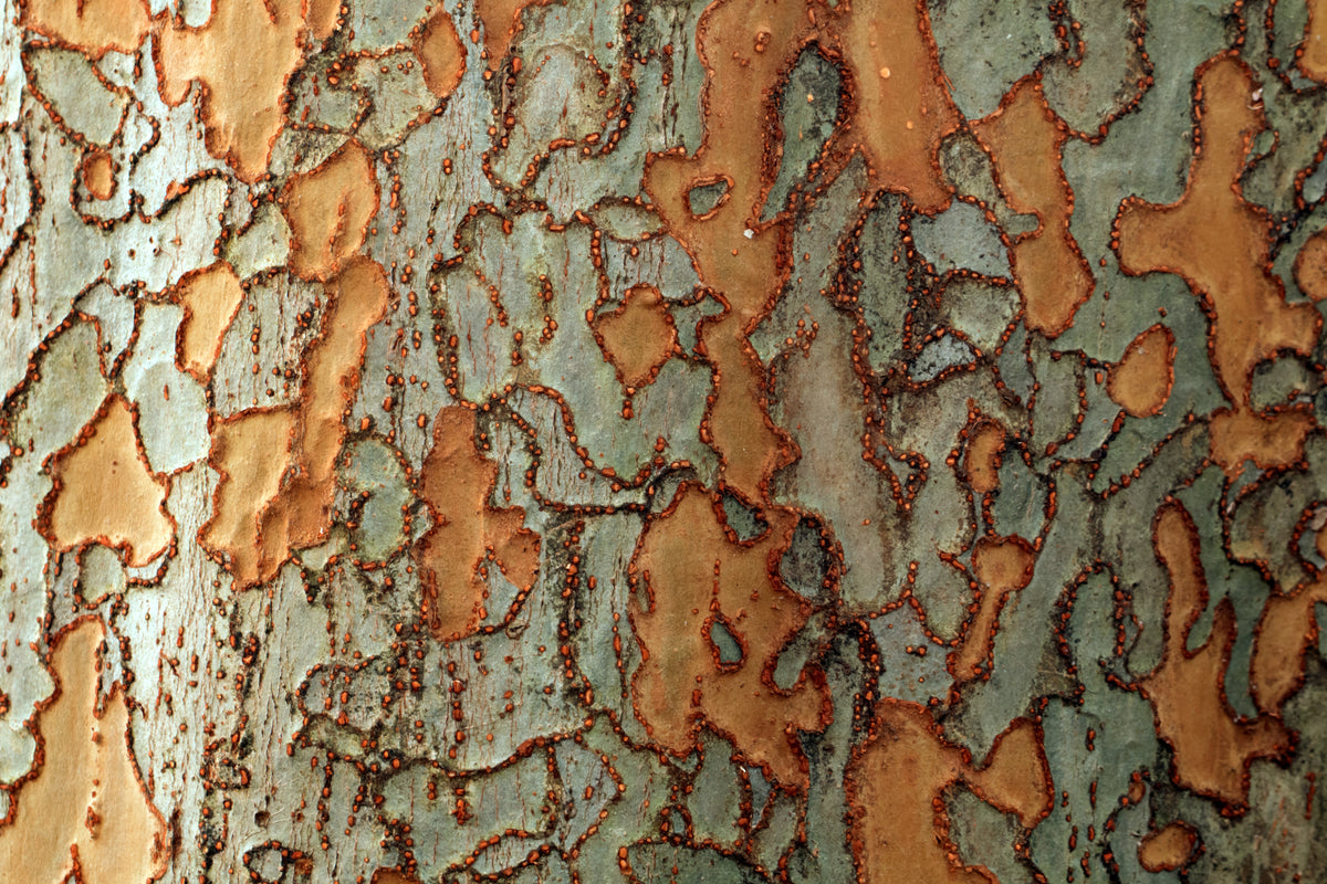 50 semillas de olmo chino (Ulmus parvifolia)