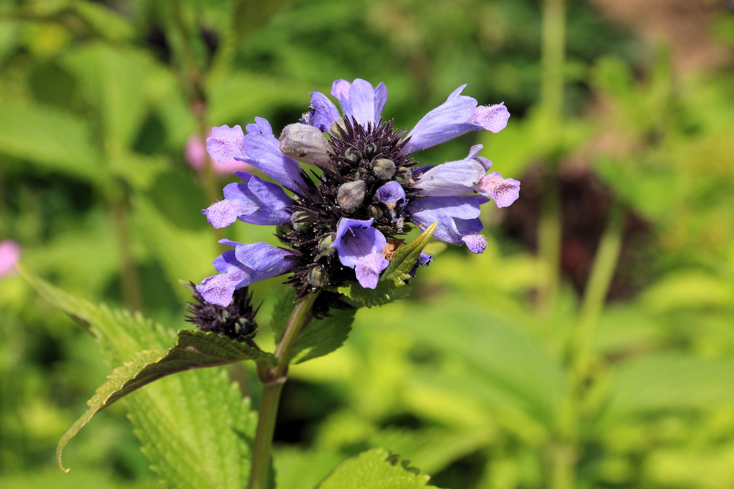 250 semillas de hierba gatera japonesa, flor morada Jing Jie, Schizonepeta Tenuifolia