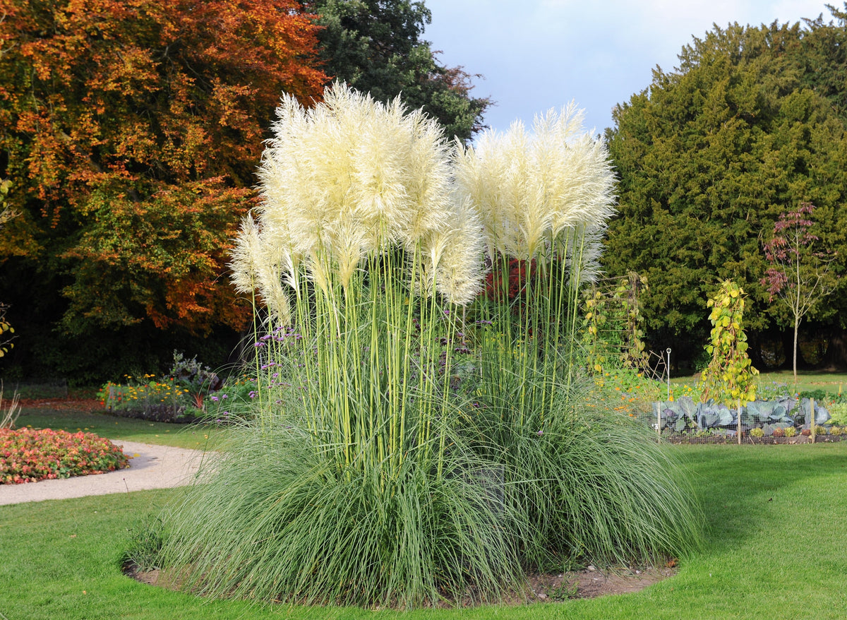 200 semillas de flores ornamentales de Cortaderia selloana, hierba de la pampa blanca