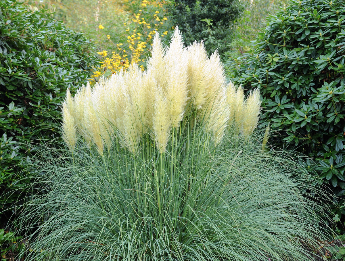 200 semillas de flores ornamentales de Cortaderia selloana, hierba de la pampa blanca