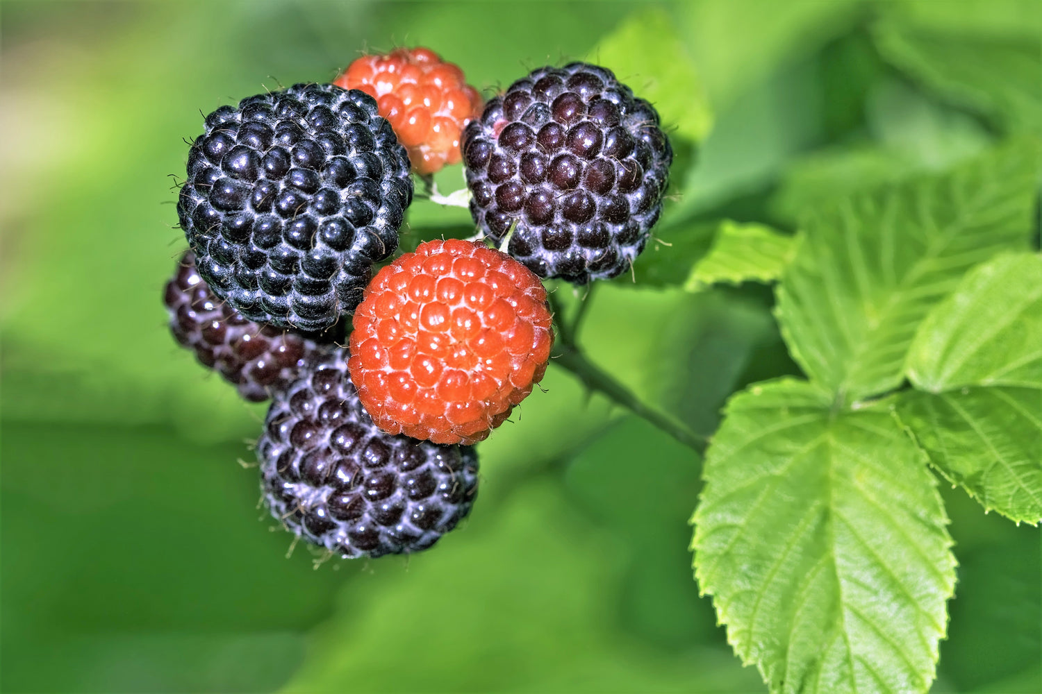 50 semillas de frambuesa negra (Rubus leucodermis)