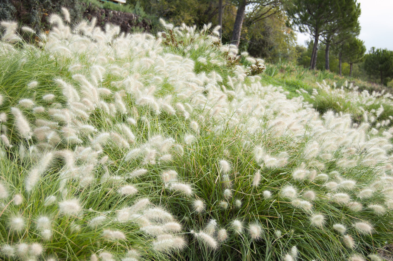 30 semillas de flores ornamentales de Pennisetum villosum, hierba blanca de fuente