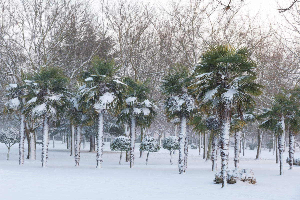 5 semillas de palmera de molino de viento común Trachycarpus fortunei, palmera chusan resistente, planta de interior de sombra solar