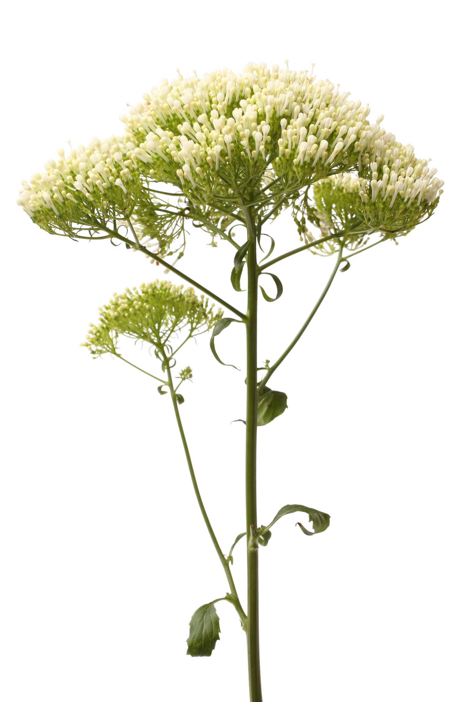 25 semillas de flores de Trachelium caeruleum (hierba de garganta blanca)
