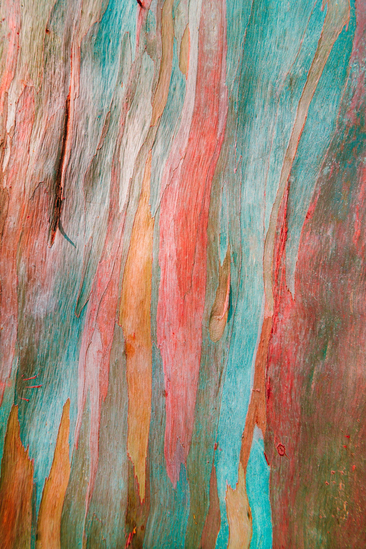 50 semillas de eucalipto arcoíris (Deglupta Gum) de corteza multicolor