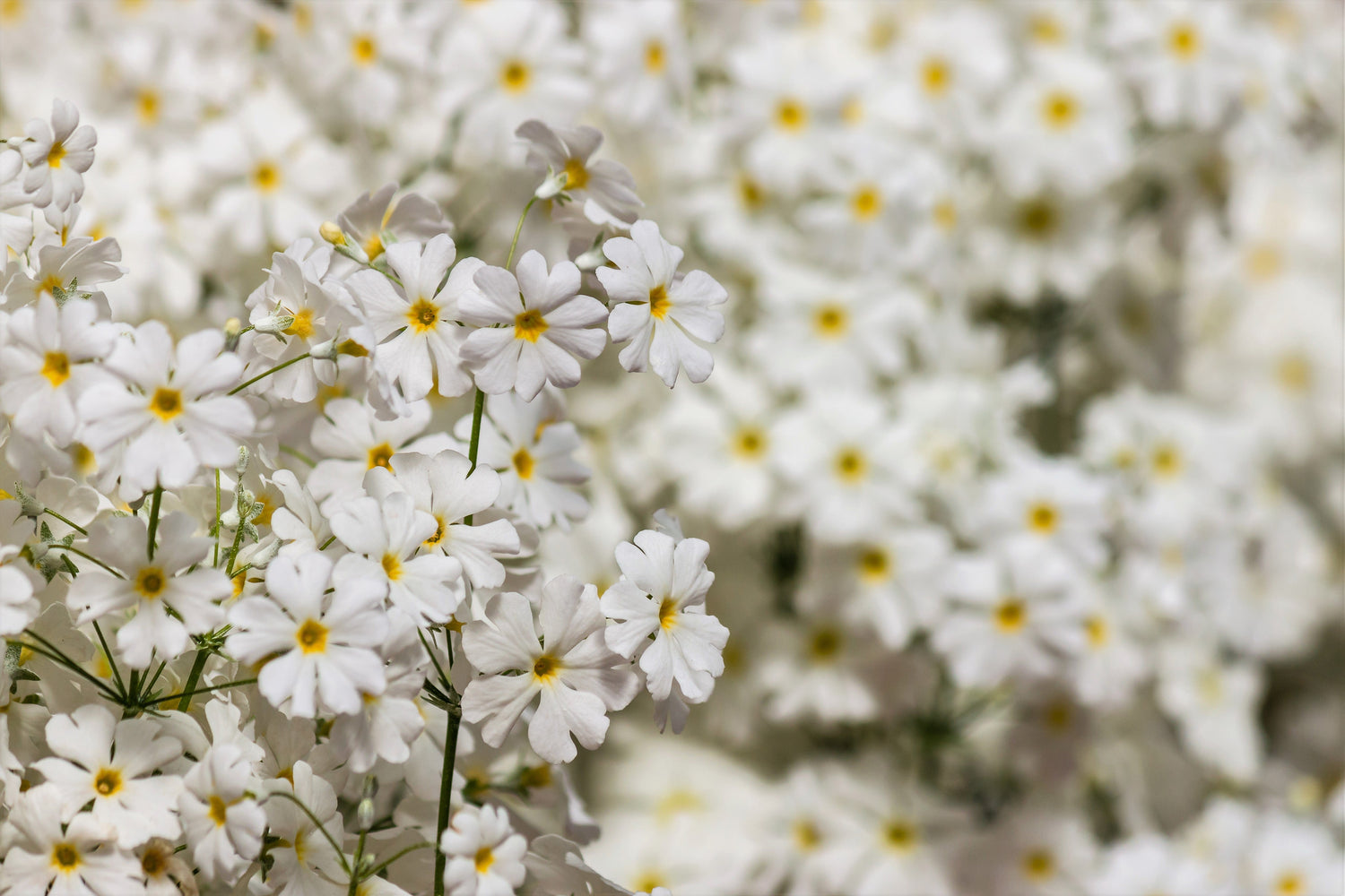 100 semillas de prímula blanca (Primula Malacoides), planta de interior de sombra.