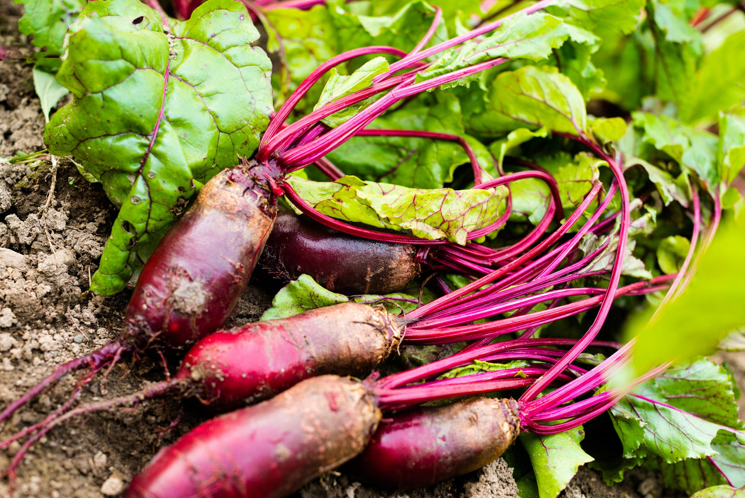 250 semillas de remolacha cilíndrica Beta Vulgaris