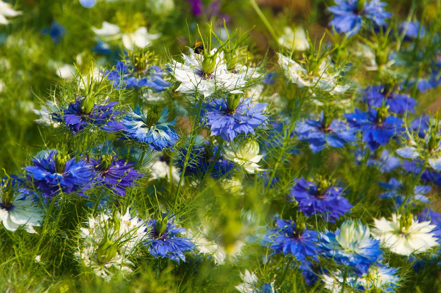 400 semillas de flores de hinojo Nigella Damascena azul y blanco LOVE IN A MIST