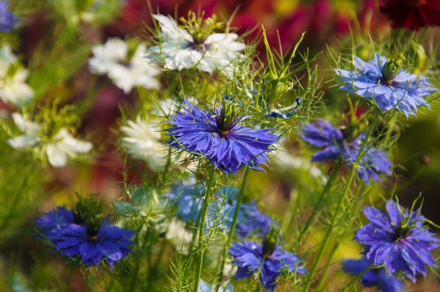 400 semillas de flores de hinojo Nigella Damascena azul y blanco LOVE IN A MIST