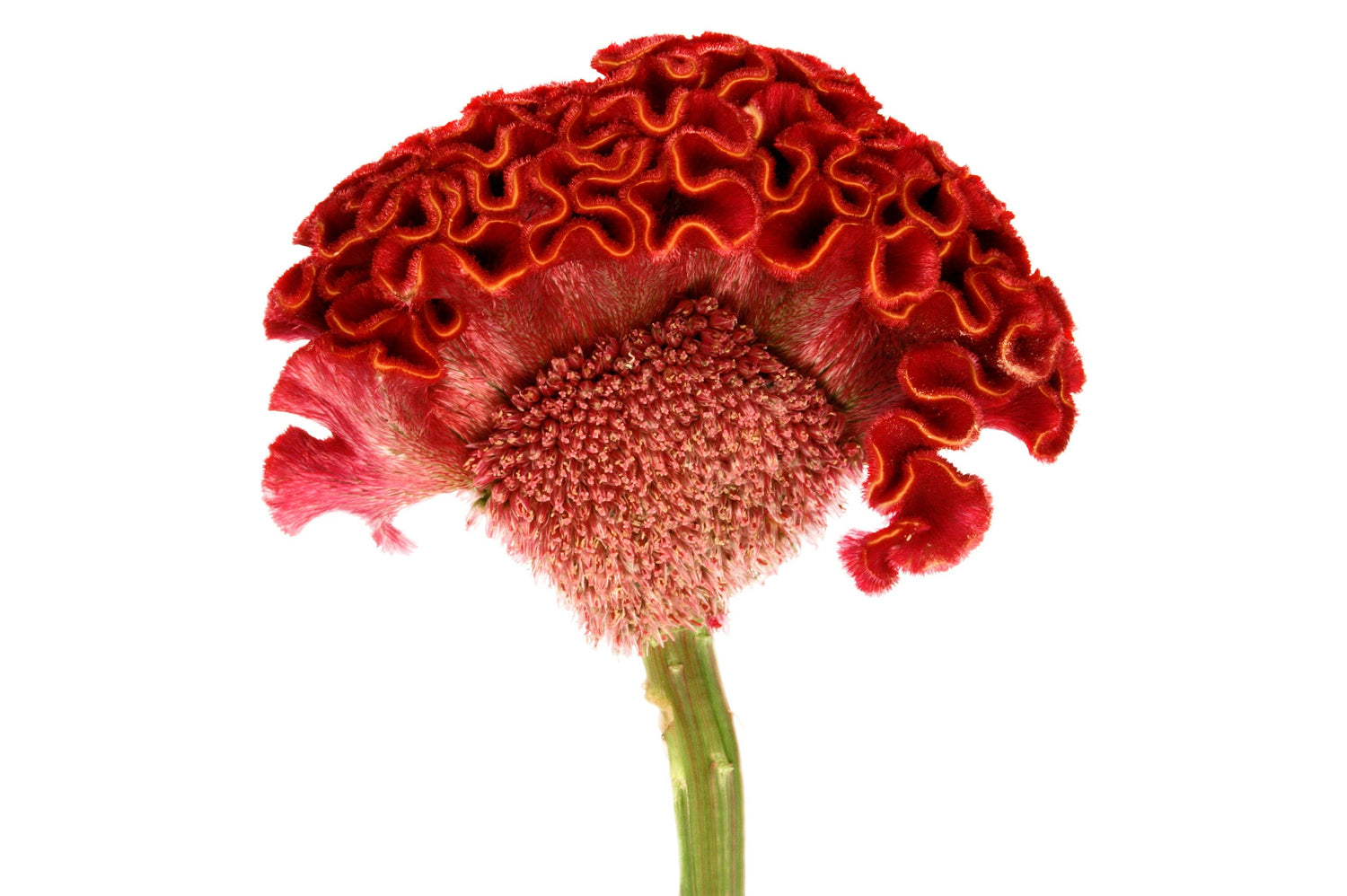 100 CORAL GARDENS Mix CELOSIA Cresta de gallo Celosia Argentea Cristata Semillas de flores