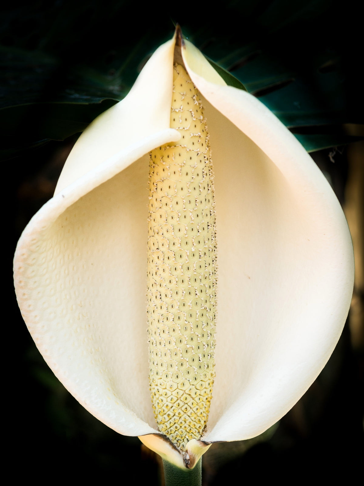 5 semillas orgánicas de filodendro de hoja dividida Monstera Deliciosa, planta de queso suizo