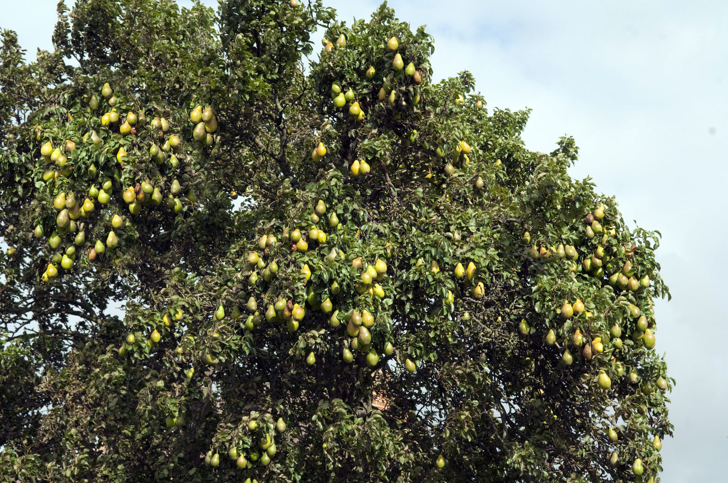 25 semillas de peral europeo (Pyrus communis) - Flores blancas / Fruto verde