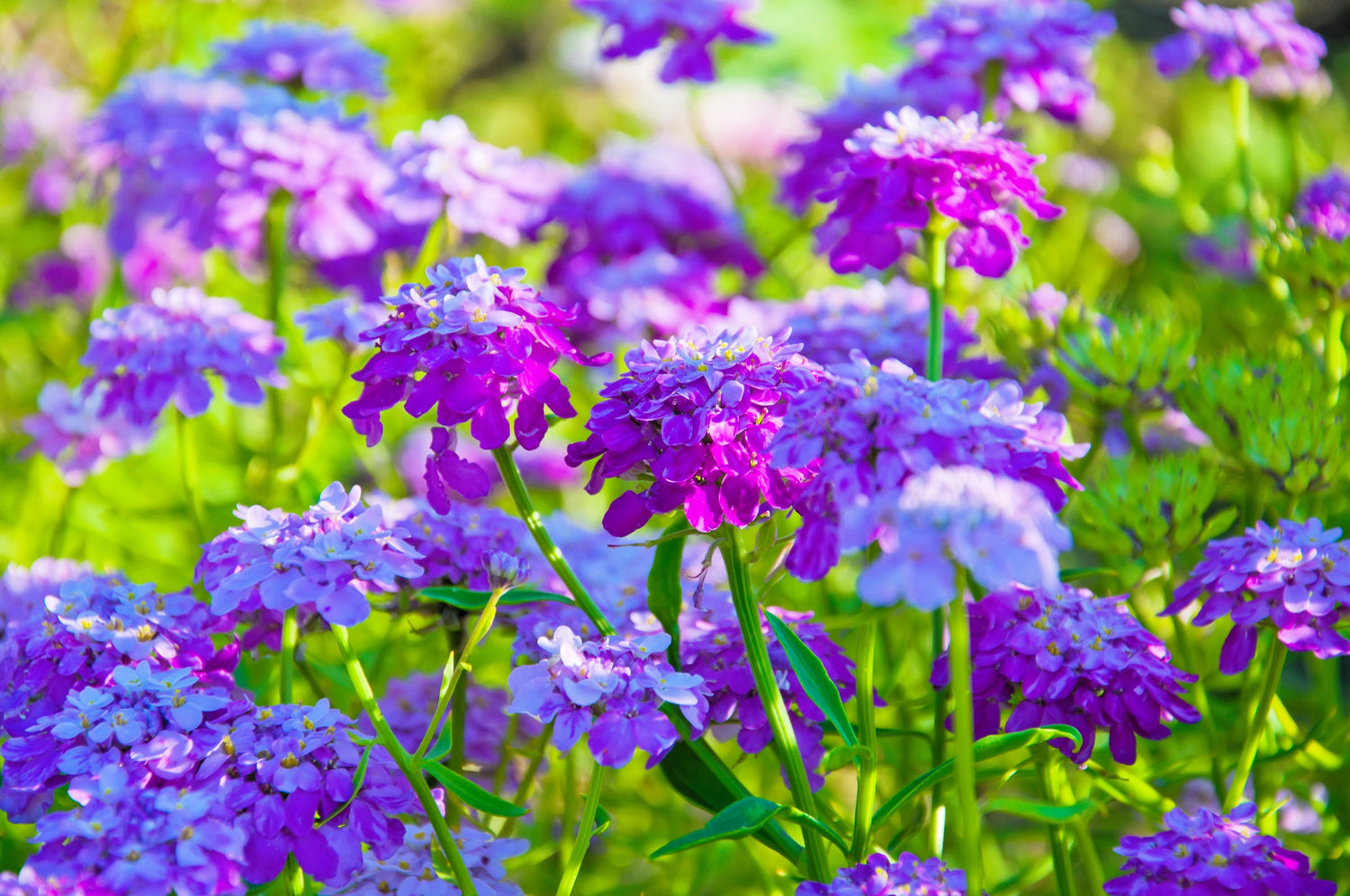 2000 semillas de flores cubresuelos de colores mixtos de Iberis Umbellata TALL MIX CANDYTUFT