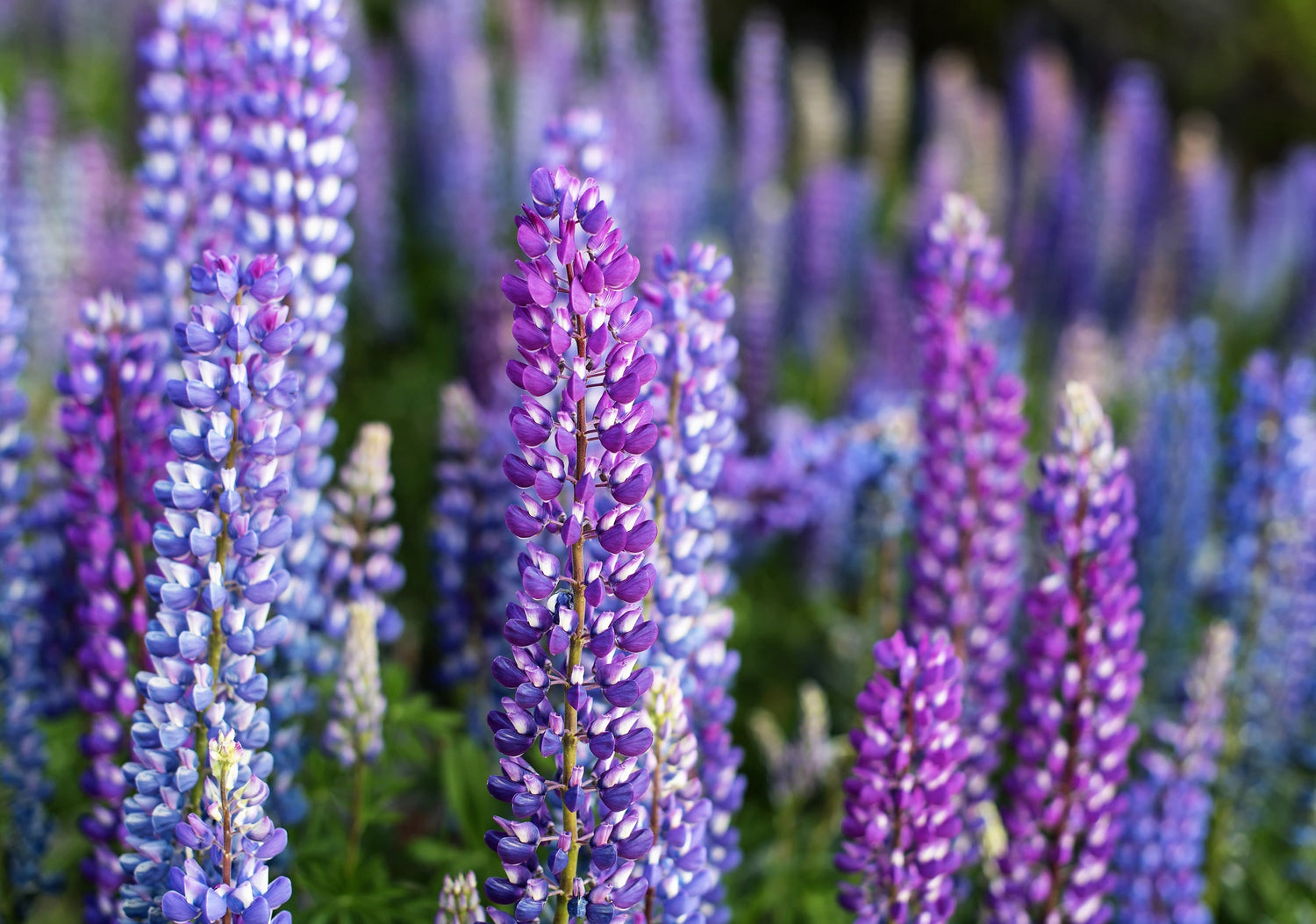 100 PERENNIAL LUPINE Blue Violet Lupinus Perennis Wild Lupine Sundial Purple Native Hummingbird Flower Seeds