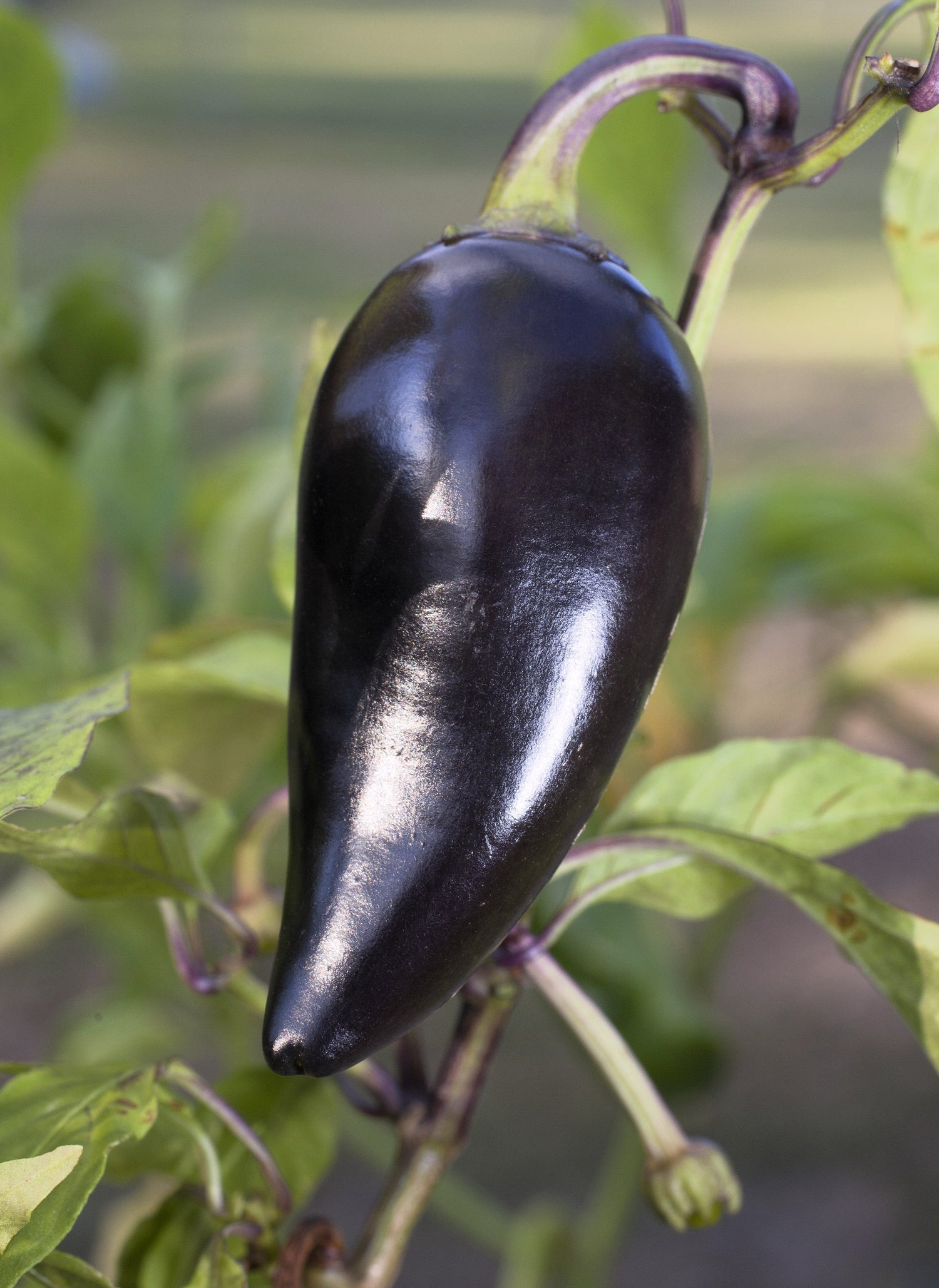 40 semillas de chile jalapeño morado orgánico Capsicum annuum, chile mexicano picante