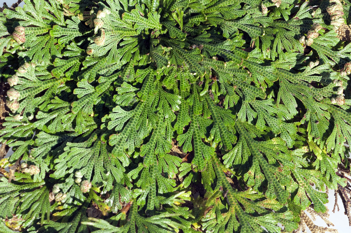 PLANTA DE RESURRECCIÓN VIVA Rosa de Jericó Helecho Dinosaurio Planta de Interior Milagrosa del Aire
