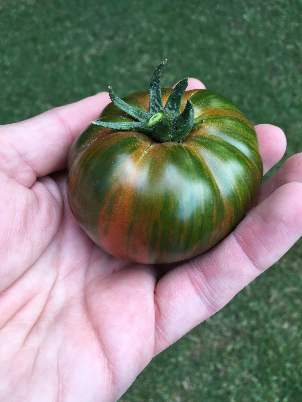 50 TOMATE RAYAS DE CHOCOLATE Marrón con Semillas de Verduras de Frutas Lycopersicon Verdes