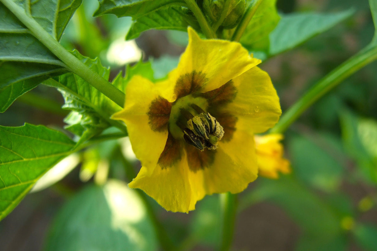 50 PIÑA TOMATILLO Tomate Amarillo Physalis Ixocarpa Fruta Semillas de Vid