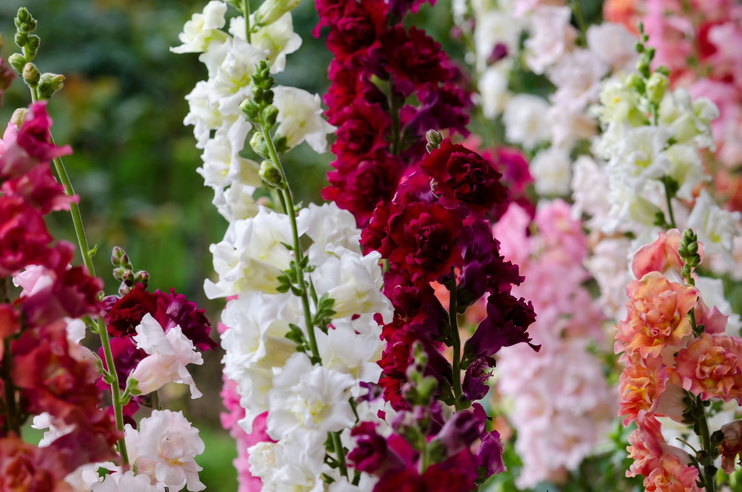 25 semillas de flores de Antirrhinum Majus de colores mixtos de MADAME BUTTERFLY SNAPDRAGON dobles