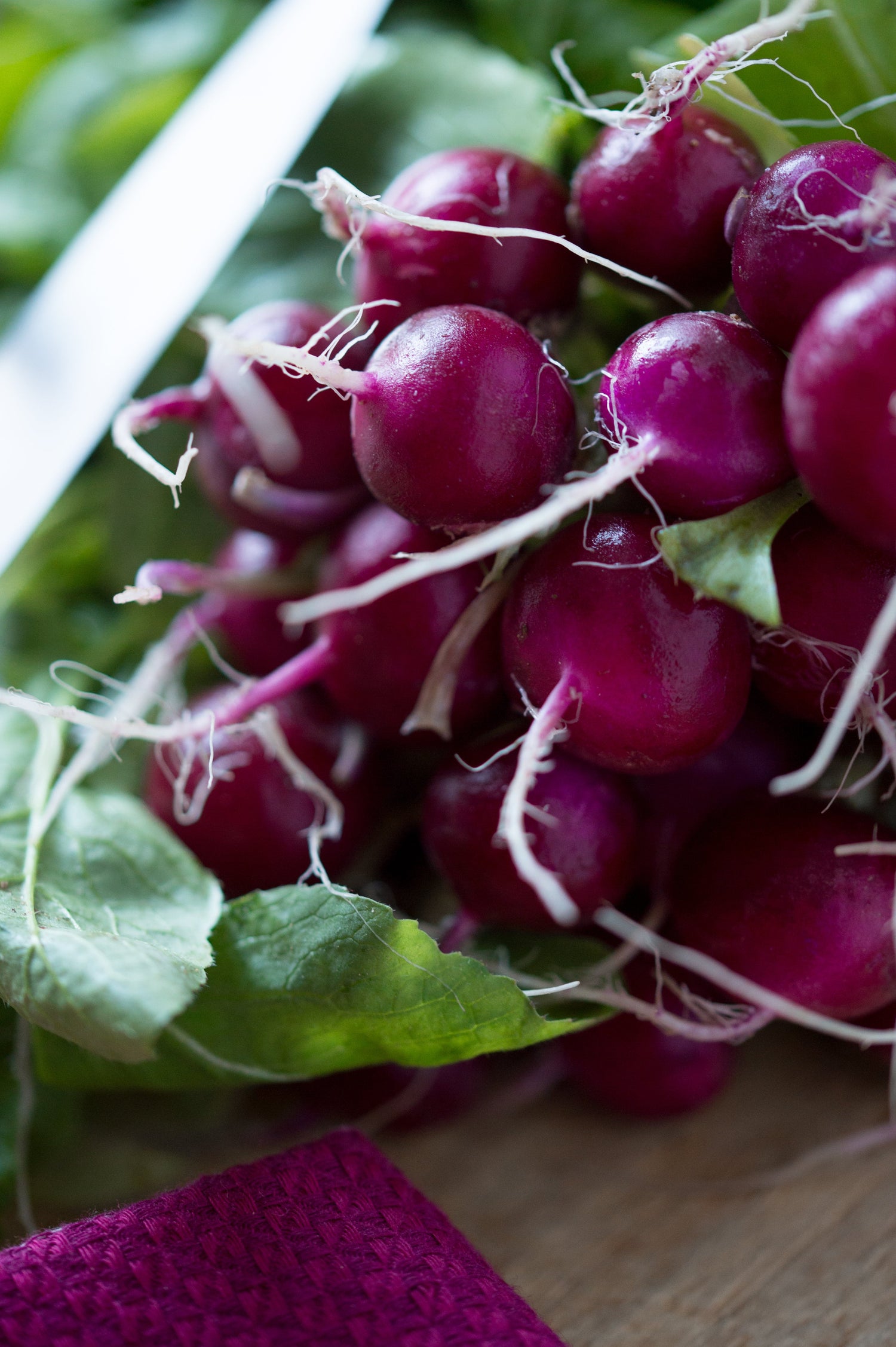 300 semillas de rábano ciruela morado Raphanus sativus, raíz de pulpa blanca