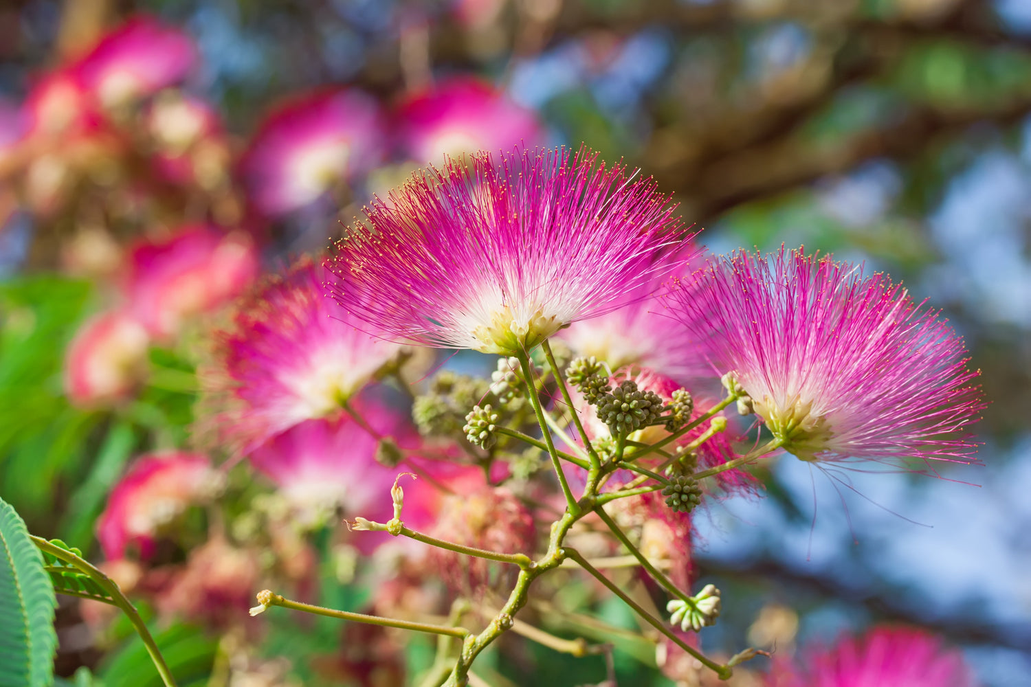 25 semillas de MIMOSA / ÁRBOL DE SEDA PERSA Albizia Julibrissin