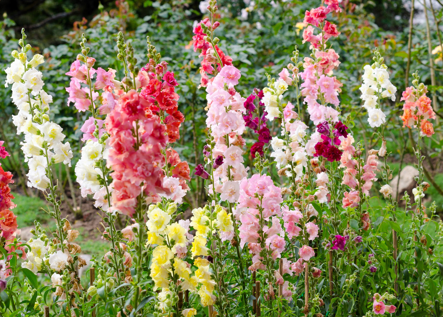 25 semillas de flores de Antirrhinum Majus de colores mixtos de MADAME BUTTERFLY SNAPDRAGON dobles