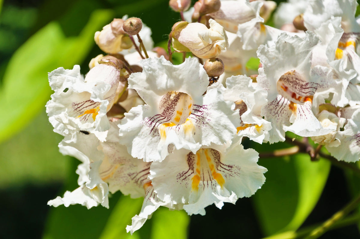 50 semillas de CATALPA Speciosa del Norte (también conocida como Catalpa Occidental o Catawba / Cigarro Indio / Cebo de Pescado) en flor