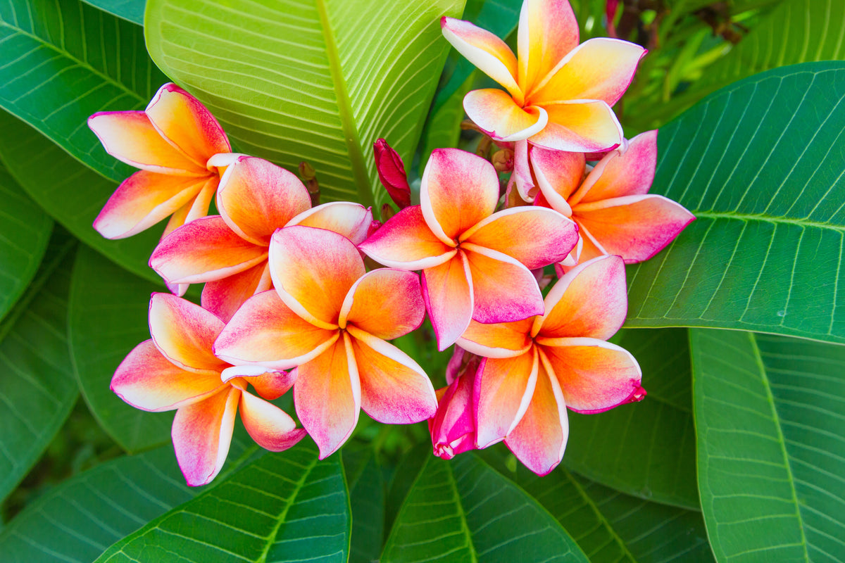 10 semillas de plumeria de colores variados - Lei Flower Frangipani Mix, arbusto fragante, árbol pequeño, rosa, rojo, amarillo, blanco, melocotón, dos tonos