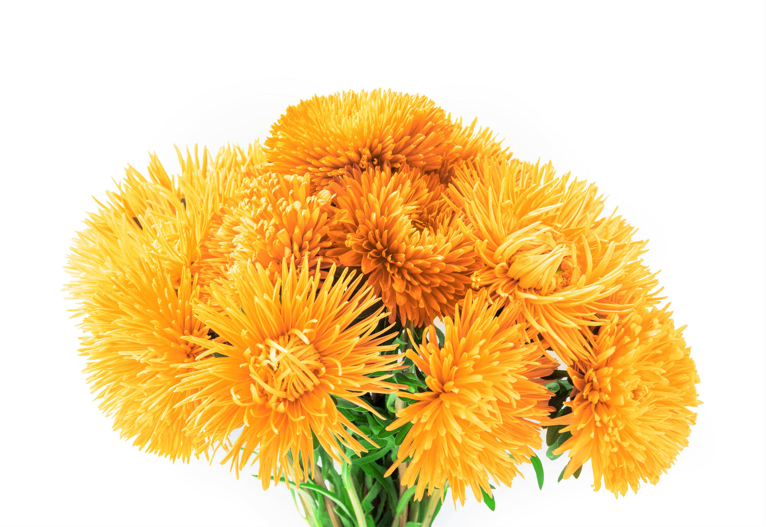 30 semillas de flores de ASTER AGUJA AMARILLA Callistephus Chinensis Unicom