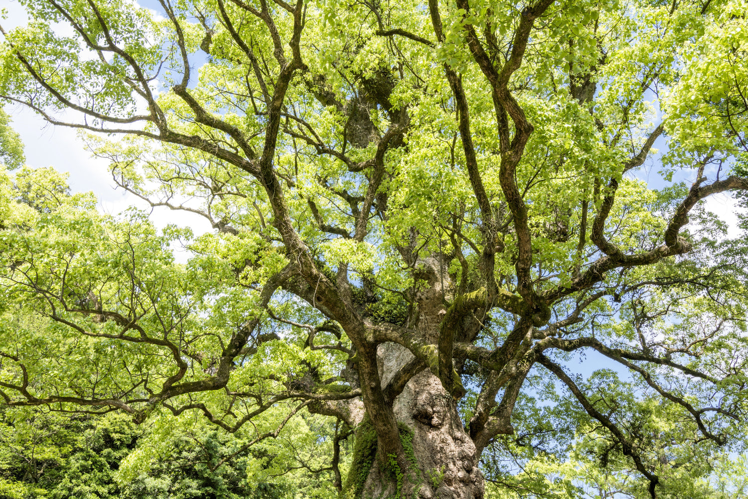 5 ÁRBOL DE ALCANFOR Laurel Cinnamomum Camphora Madera de alcanfor Flor blanca Semillas negras