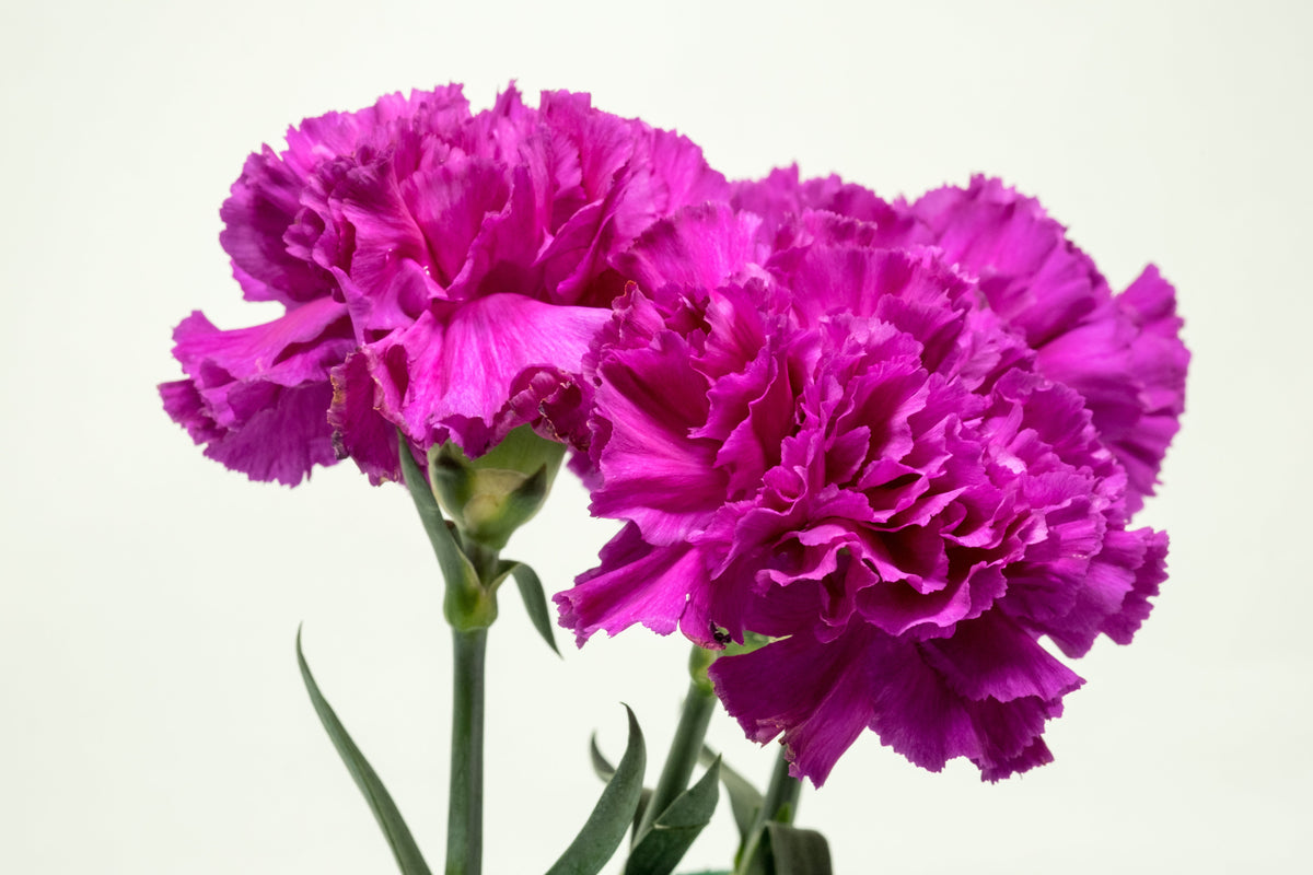 50 semillas de flores de clavel magenta Dianthus caryophyllus Chabaud