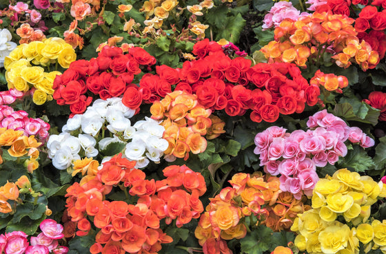 10 semillas de flores de begonia tuberosa doble mixta, color rojo, rosa, blanco, amarillo y naranja.