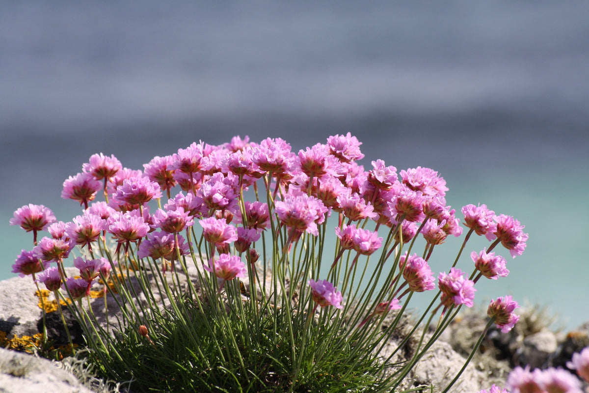 50 SEA THRIFT Armeria Maritima California Sea Pink Cliff Rose Cushion Pink Lavender Native Maritime Flower Seeds
