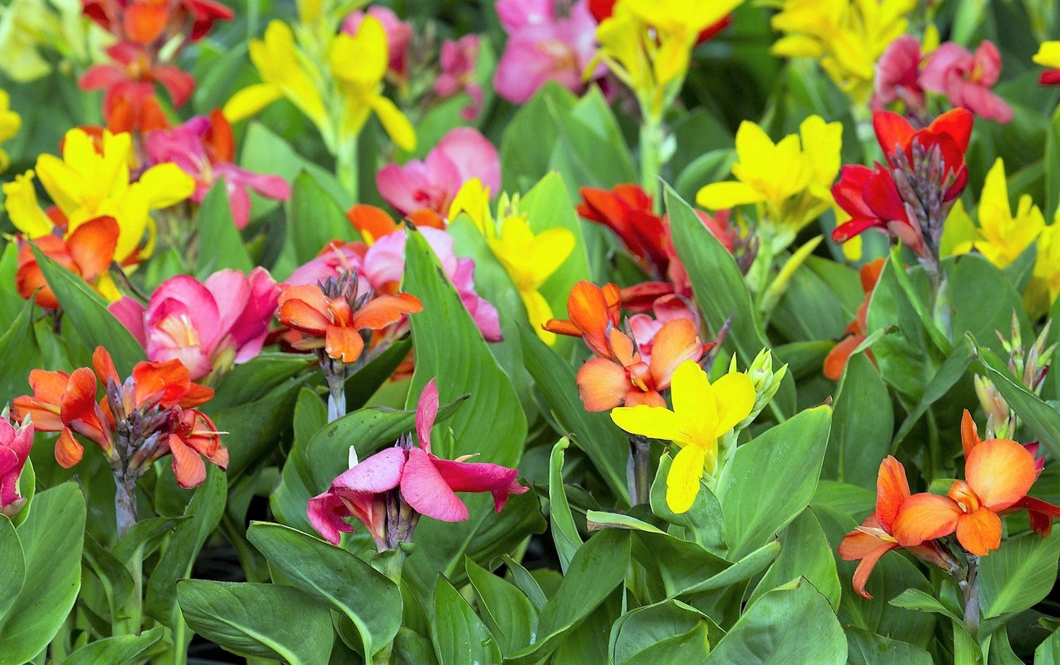 5 semillas de flores de colibrí rojo y amarillo de LIRIO CANNA MIXTO Generalis Mix Colors