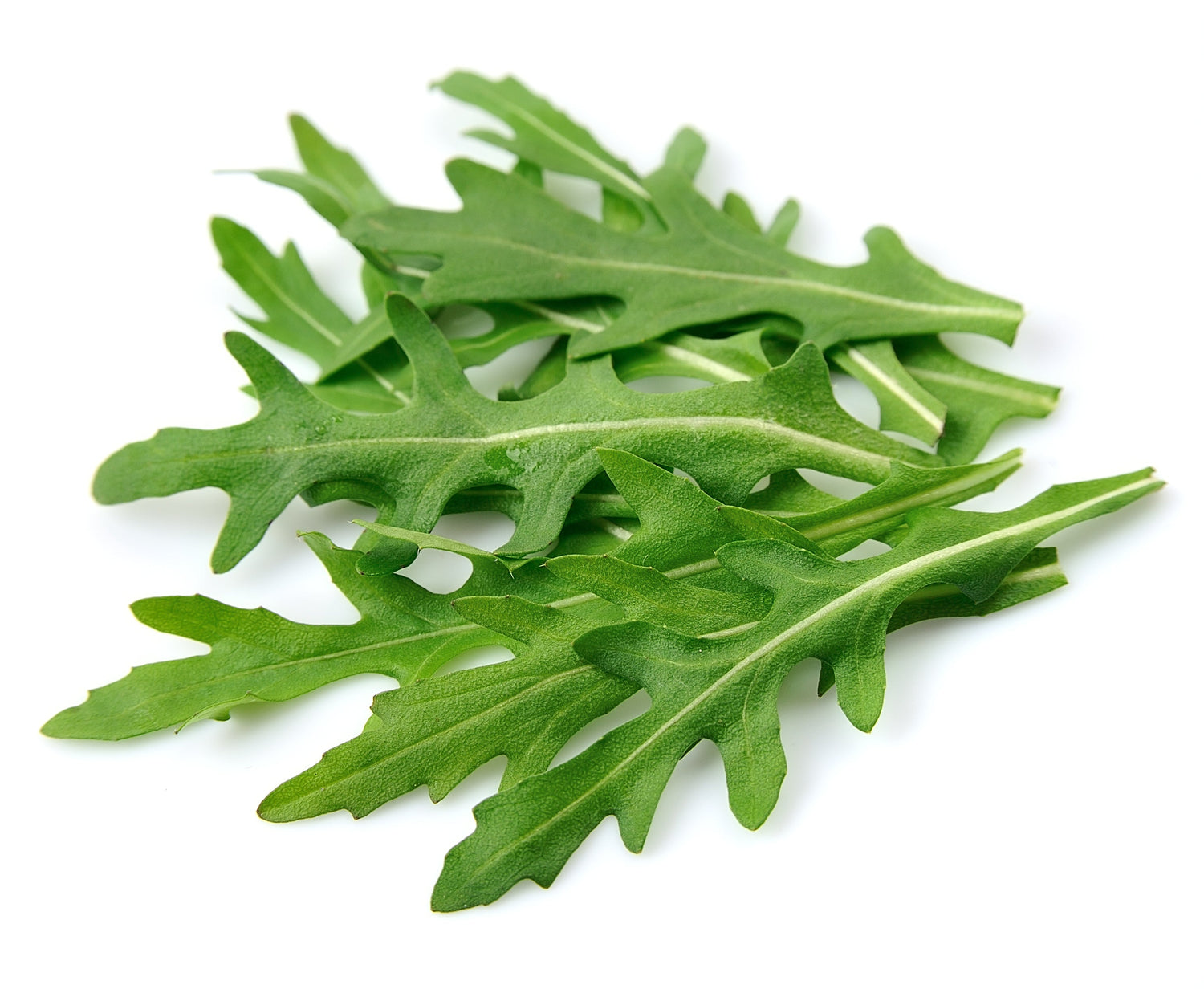 2000 Semillas Vegetales RÚCULA Eruca Vesicaria Sativa Verdes